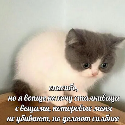 Кот и вещи, делающие сильнее