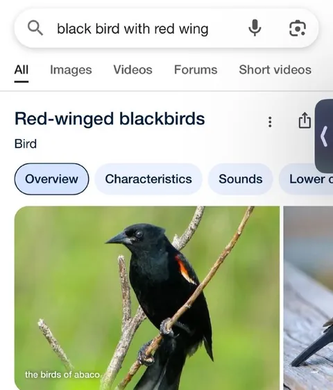 Black Bird With Red Wing Search