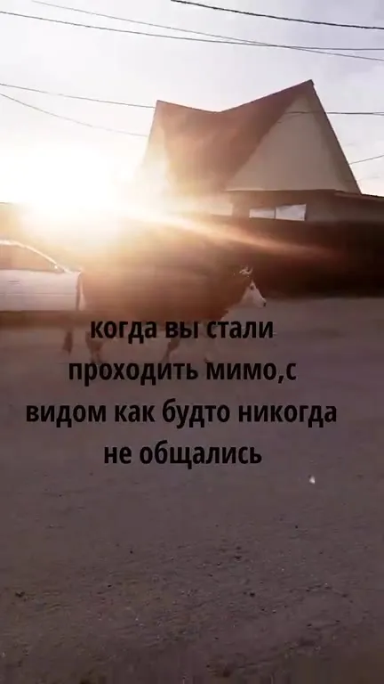 Корова делает вид, что не знакома