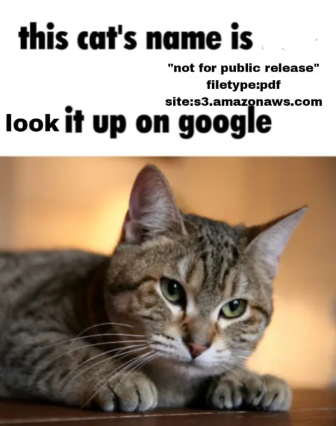 Cat Name Google Search