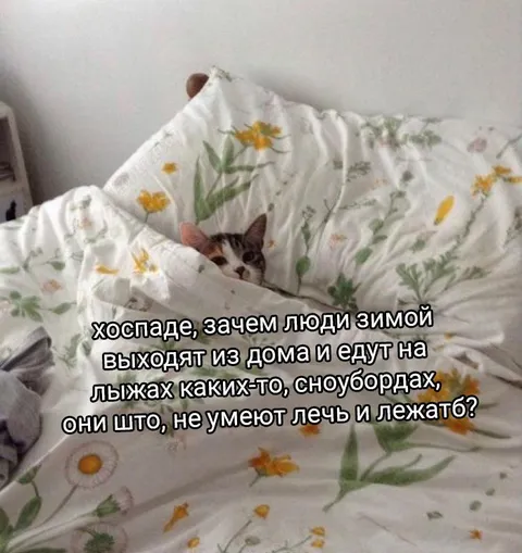 Кот не понимает лыжников