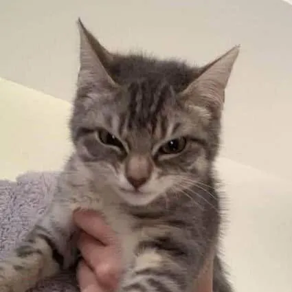 Серьёзный кот на руках