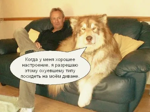 Пёс разрешает сесть на диван