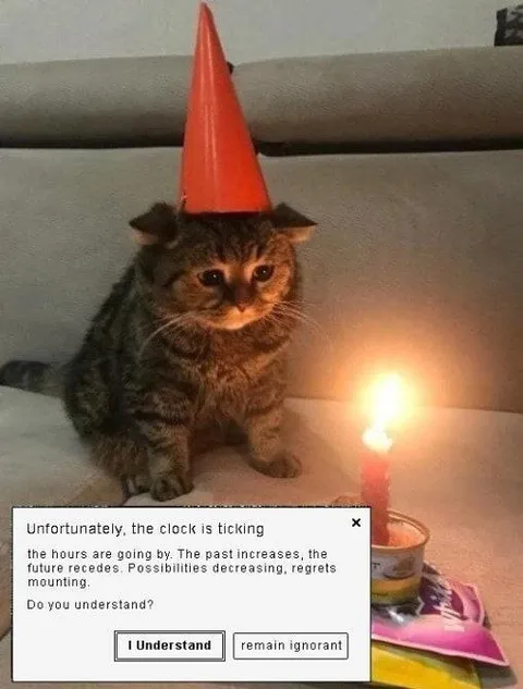 Cat Birthday Existential Crisis
