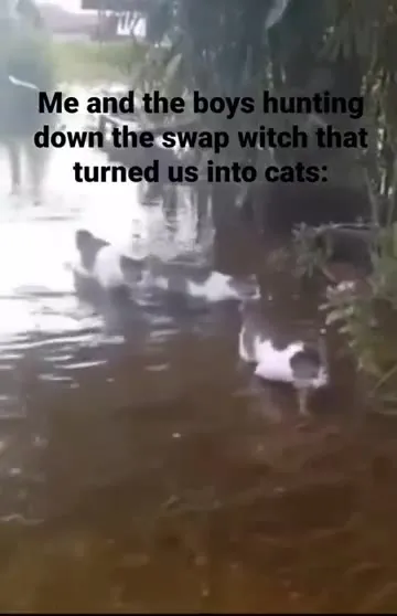 Hunting the Swamp Witch Cats
