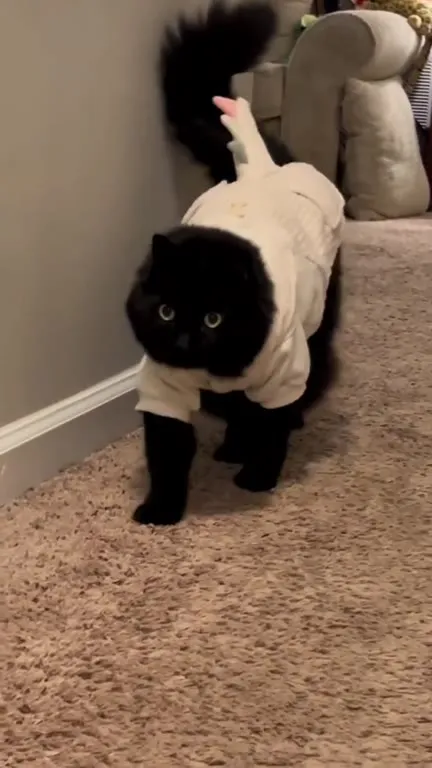 Black Cat in Unicorn Costume