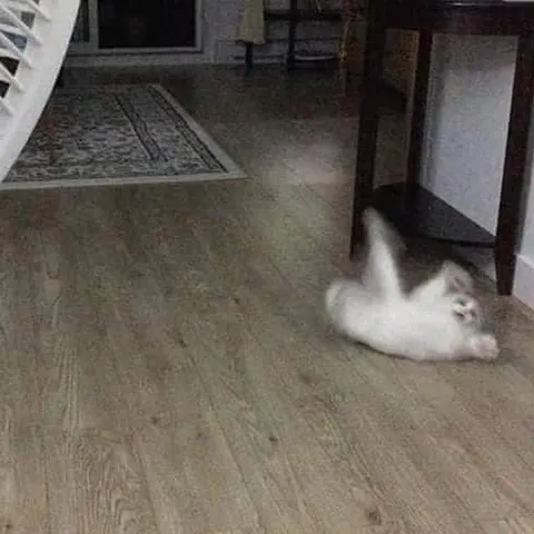 Кот кувыркается на полу