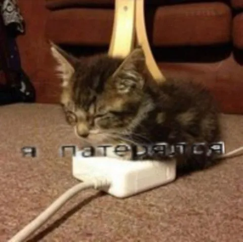 Кот пытаюся зарядиться