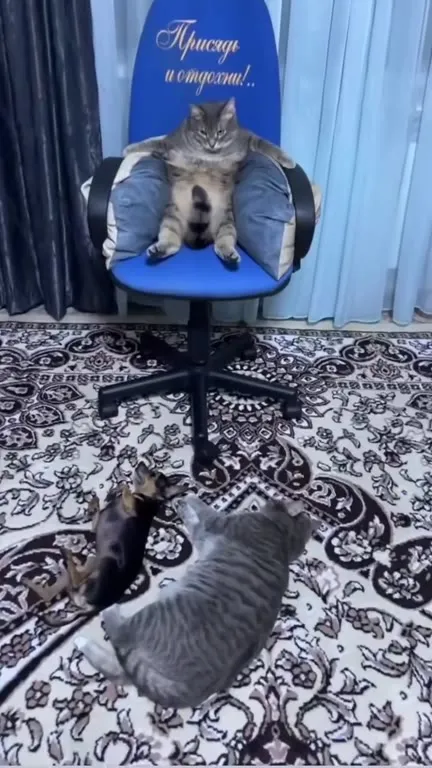 Кот-босс на кресле