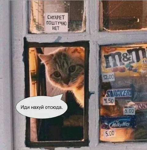 Кот за окошком киоска