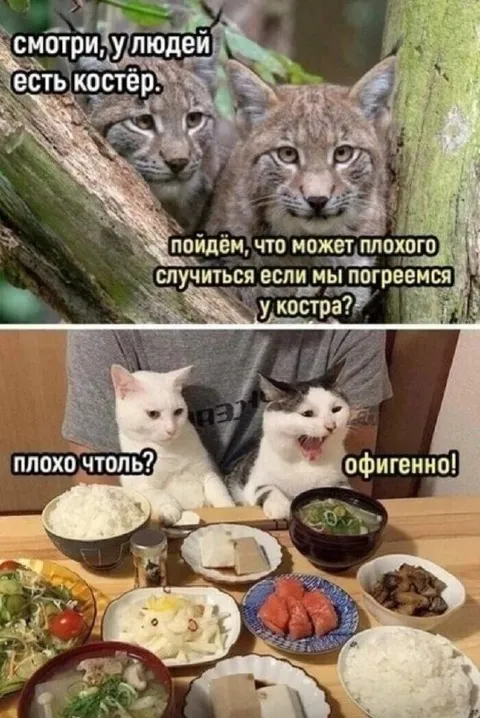 Рыси нашли костёр