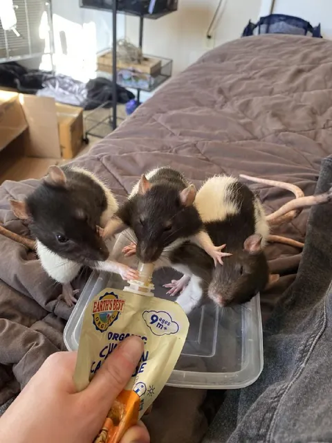 Rats Sharing Baby Food