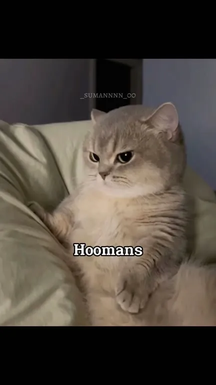 Cat Claims It Is the Best