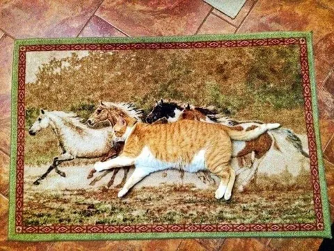 Кот скачет вместе с лошадьми