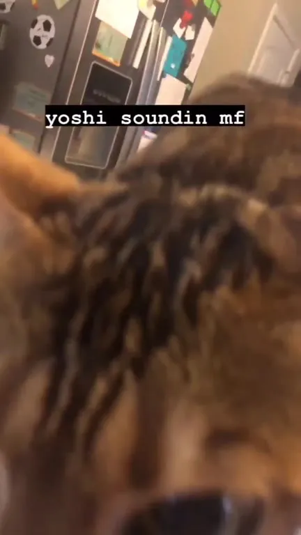 Yoshi Sounding Cat