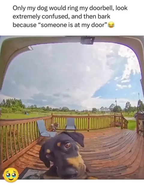 Dog Rings Its Own Doorbell