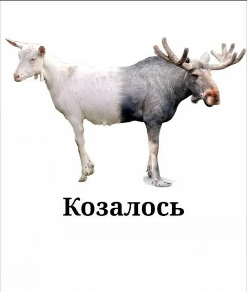 Коза и лось в одном теле