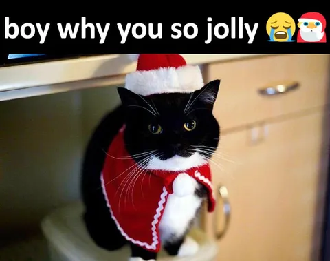 Boy Why You So Jolly Cat