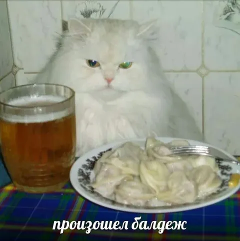 Кот за столом в шоке
