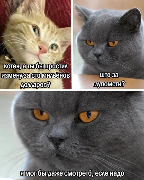 Кот про измену за миллионы