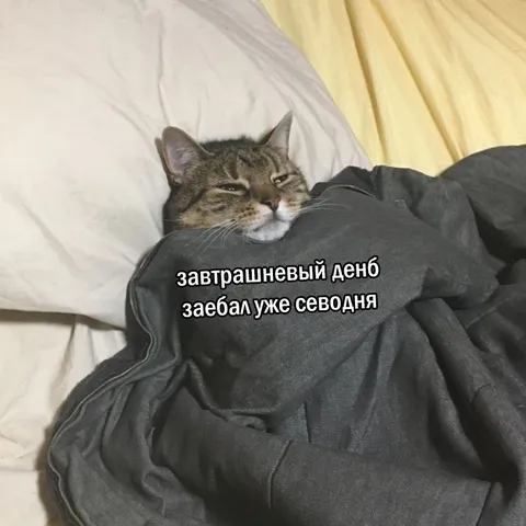 Кот устал от завтрашнего дня
