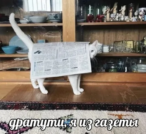 Кот из газеты