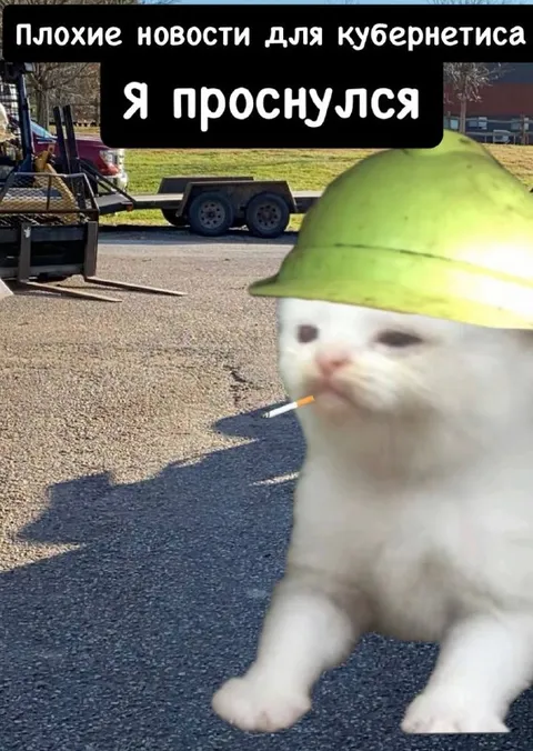 Кот проснулся и узнал новости