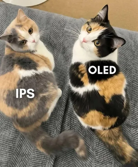 IPS vs OLED Cats