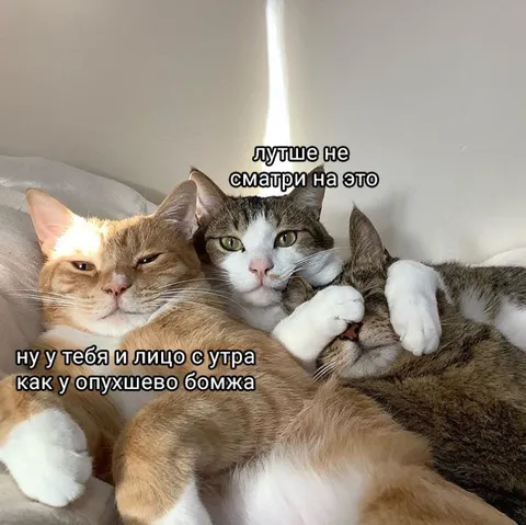 Коты не хотят смотреть на утро