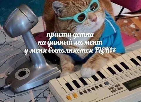 Кот выполняет пикс