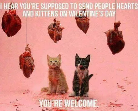 Valentine's Day Kittens