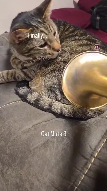 Finally, Cat Mute 3
