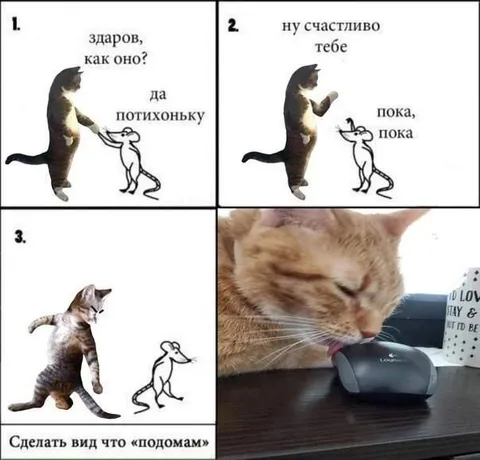 Кот по домам
