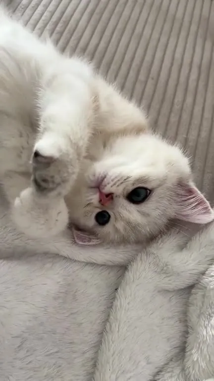 Котёнок машет лапкой