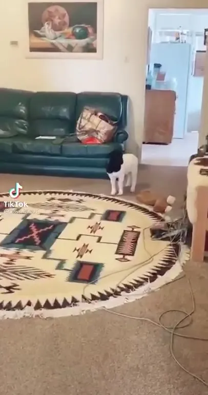 Кот, который притворяется овцой