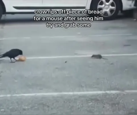 Crow Steals Bread for Mouse
