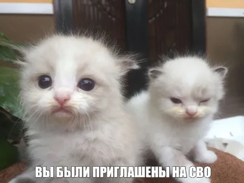 Приглашение на СВО