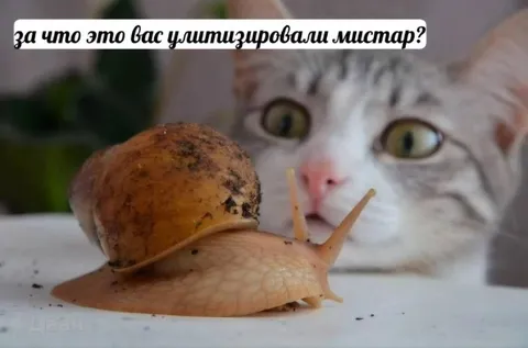Кот смотрит на улитку