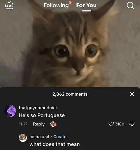 He's So Portuguese Cat