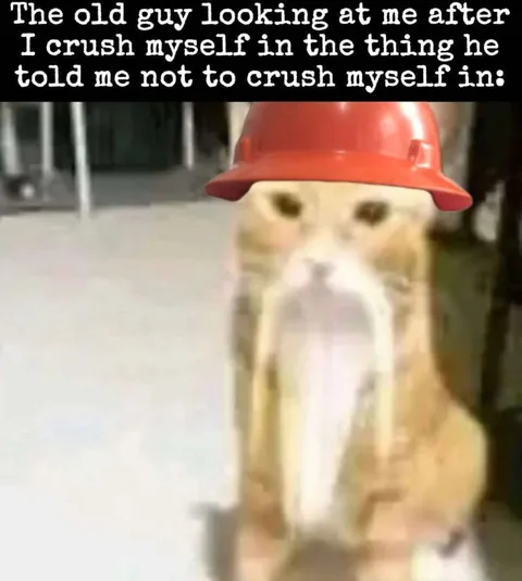 Cat Ignores the Warning