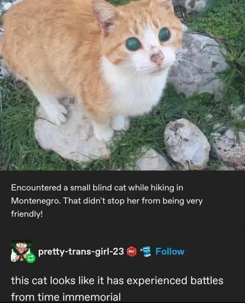 Battle-Hardened Blind Cat