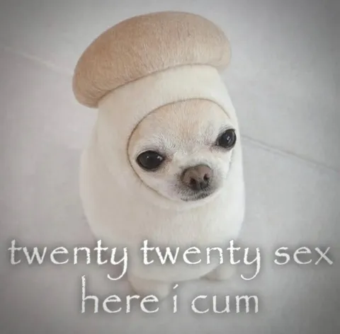 Twenty Twenty Sex Chihuahua