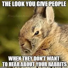 The Rabbit Look
