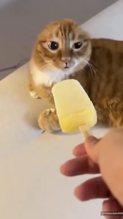 Кот пробует мороженое