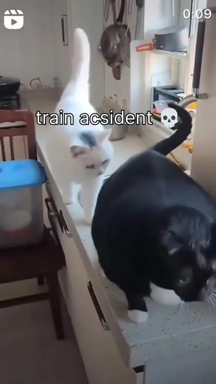 Train Accident Cats
