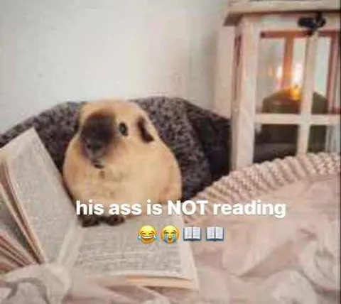 Guinea Pig Refuses to Read