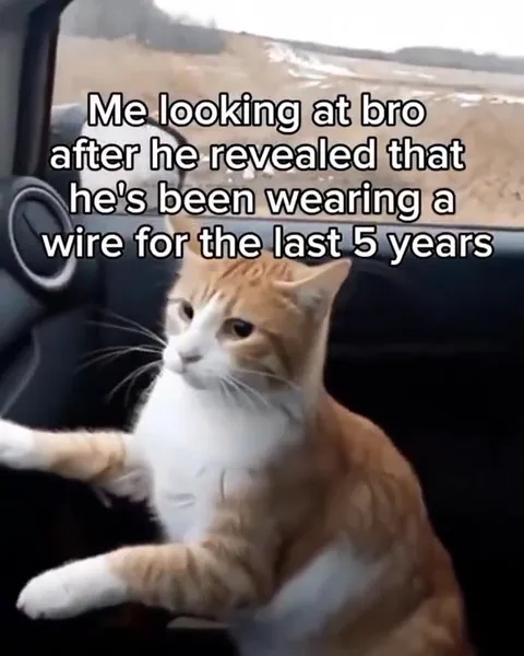 Cat Learns His Friend Was a Wire