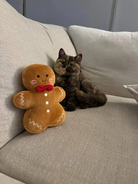 Кот и пряничный человечек