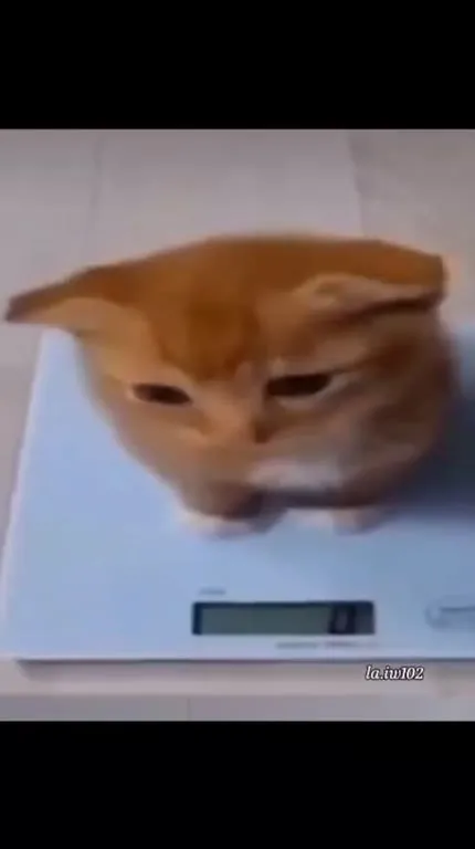 You're Real to Me Cat