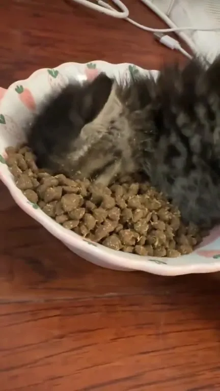 Котёнок прячется в миске